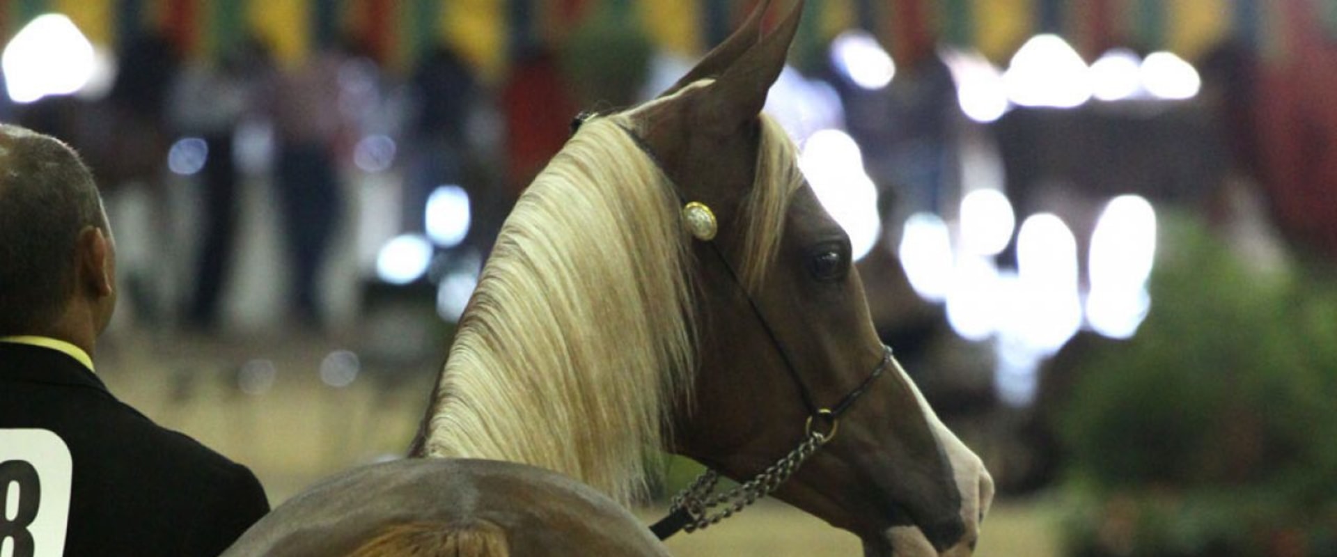 Age Restrictions for Horse Shows in Scottsdale, Arizona