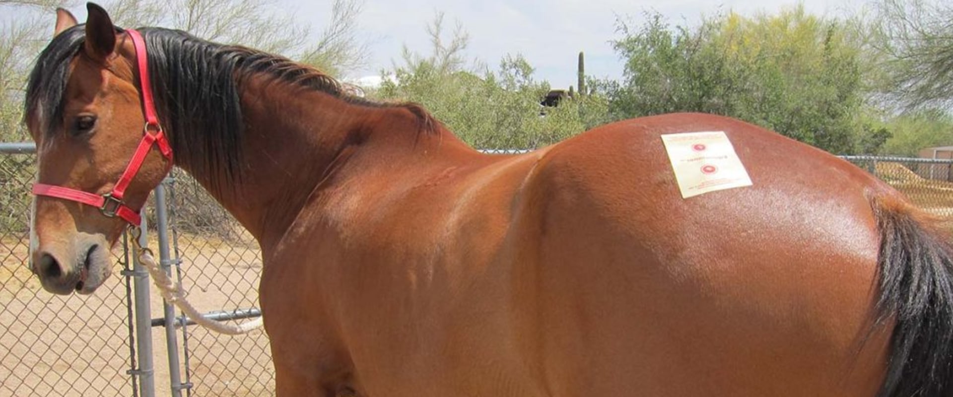 Registering a Horse for a Show in Scottsdale, Arizona: A Comprehensive Guide