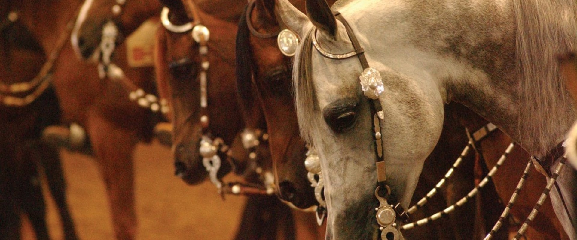 Becoming a Sponsor of a Horse Show in Scottsdale, Arizona - A Guide