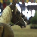 Age Restrictions for Horse Shows in Scottsdale, Arizona