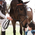 Presentation Rules for Horses at Shows in Scottsdale, Arizona