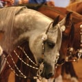 Comprehending the Judging Criteria for Horse Shows in Scottsdale, Arizona