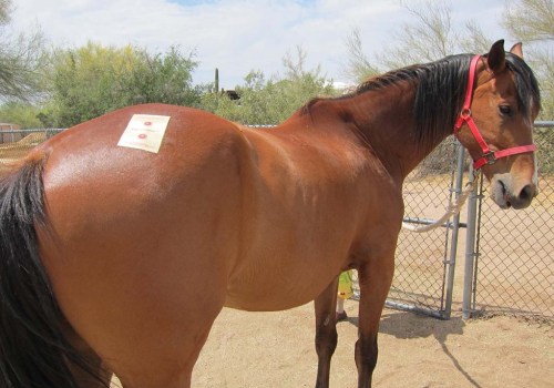 Registering a Horse for a Show in Scottsdale, Arizona: A Comprehensive Guide