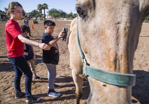 Accommodations for Disabled Attendees at Horse Shows in Scottsdale, Arizona