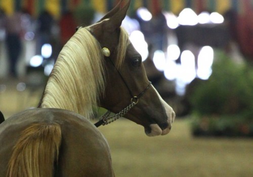 Saddle Up And Witness Equine Excellence At Horse Shows In Scottsdale, Arizona