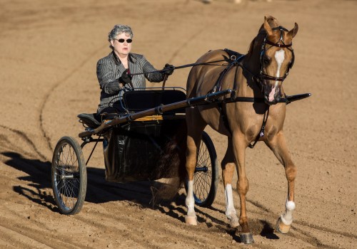 Unlock the Secrets of the Scottsdale Arabian Horse Show